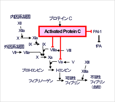 カスケード 凝固 F2 抗体